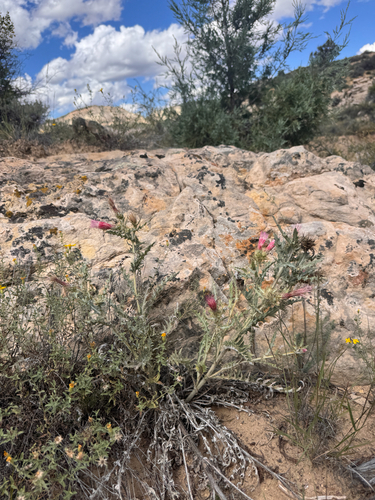 Cirsium arizonicum, photograph 2