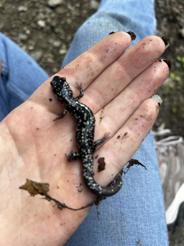 Northern Slimy Salamander