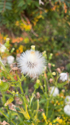 American burnweed