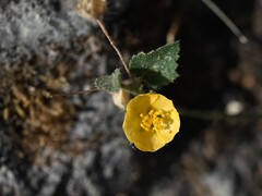 Sida cordata