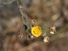 Sida cordata, photograph (c) Krzysztof Ziarnek, some rights reserved (CC BY)