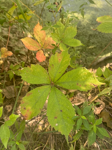 Virginia creeper