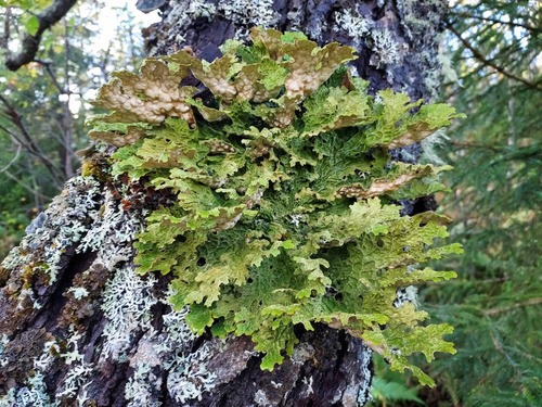 Tree Lungwort
