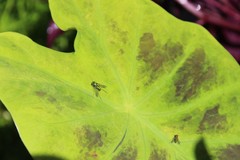 Condylostylus comatus