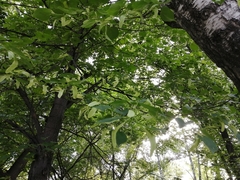 Tilia cordata