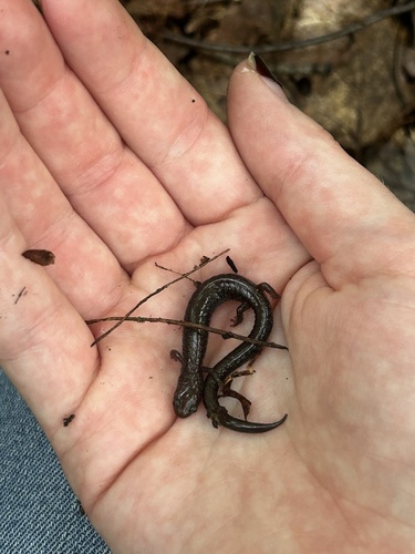 Eastern Red-backed Salamander