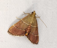 Stemmatophora flavicaput