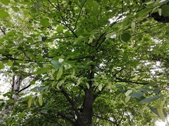 Tilia cordata