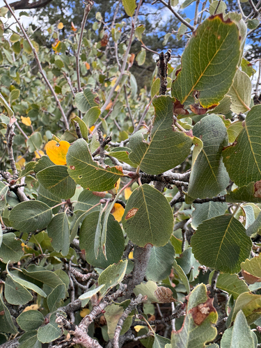 Amelanchier utahensis, photograph 3