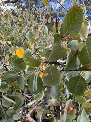 Amelanchier utahensis, photograph (c) Parker James Lloyd, some rights reserved (CC BY)