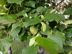 Tilia cordata