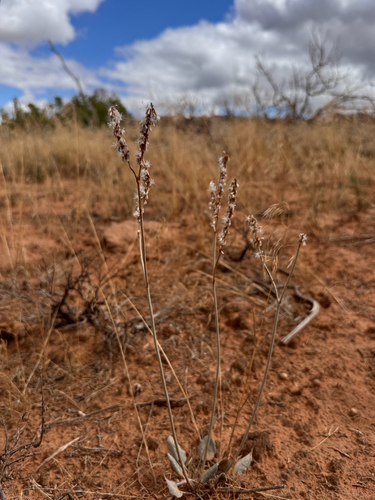 Eriogonum racemosum, photograph 2