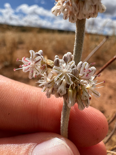 Eriogonum racemosum