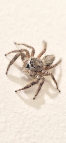 Tan Jumping Spider