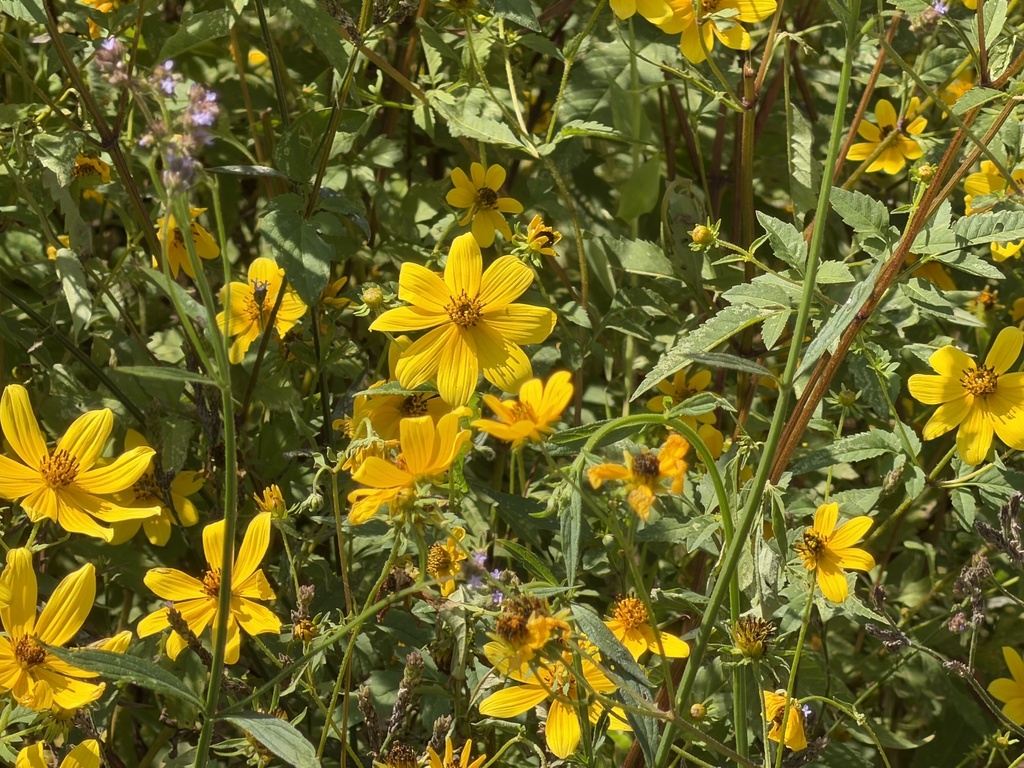 Bidens aristosa; photograph (c) novvictan, some rights reserved (CC BY)