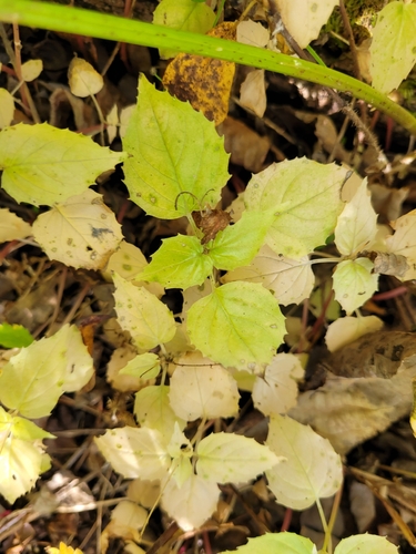 Alpine Enchanter's-nightshade
