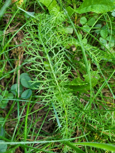common yarrow