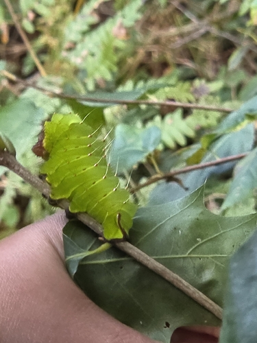 Polyphemus Moth