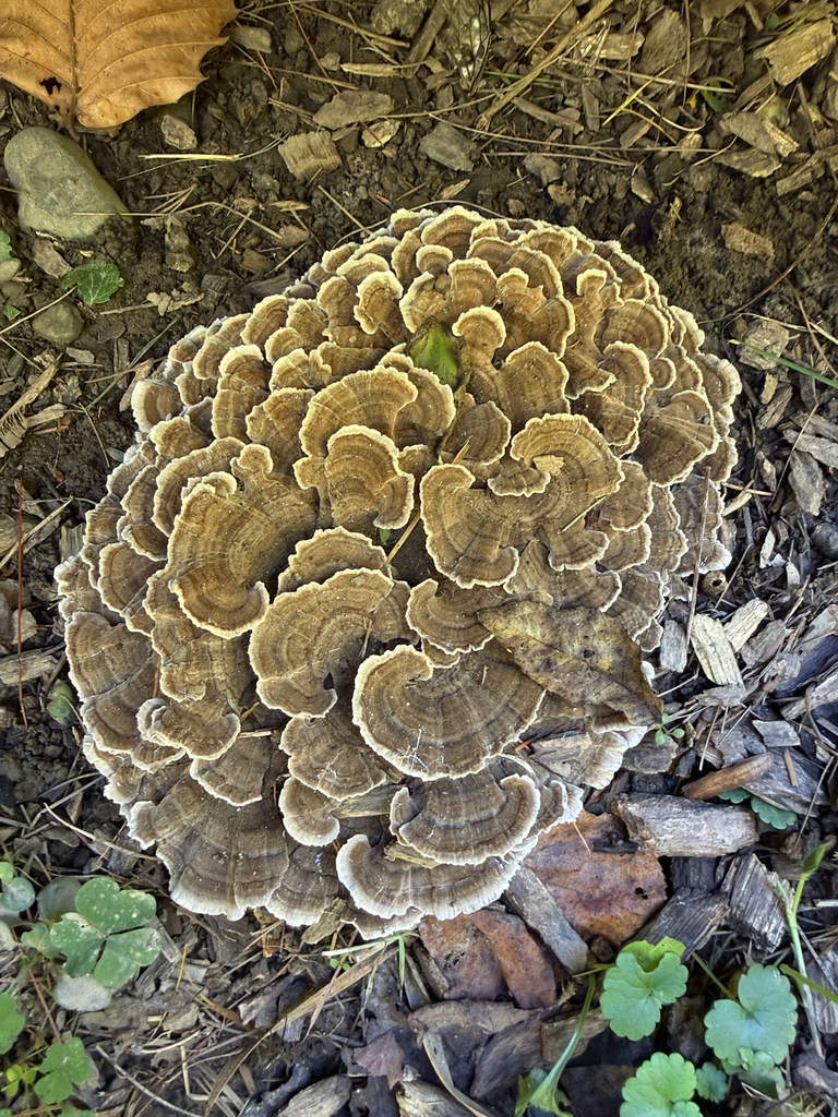 turkey-tail · September 2026 · photo: Photo: (c) Morgan Freese, some rights reserved (CC BY) · iNaturalist