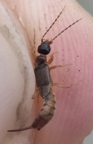 Lesser Earwig