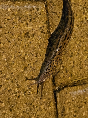 Leopard Slug