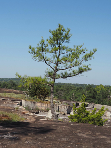 Pinus taeda, photograph 5