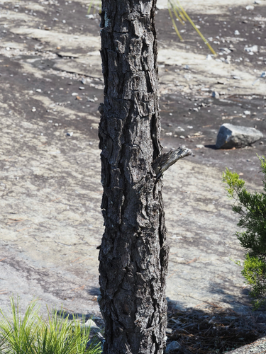 Pinus taeda, photograph 4