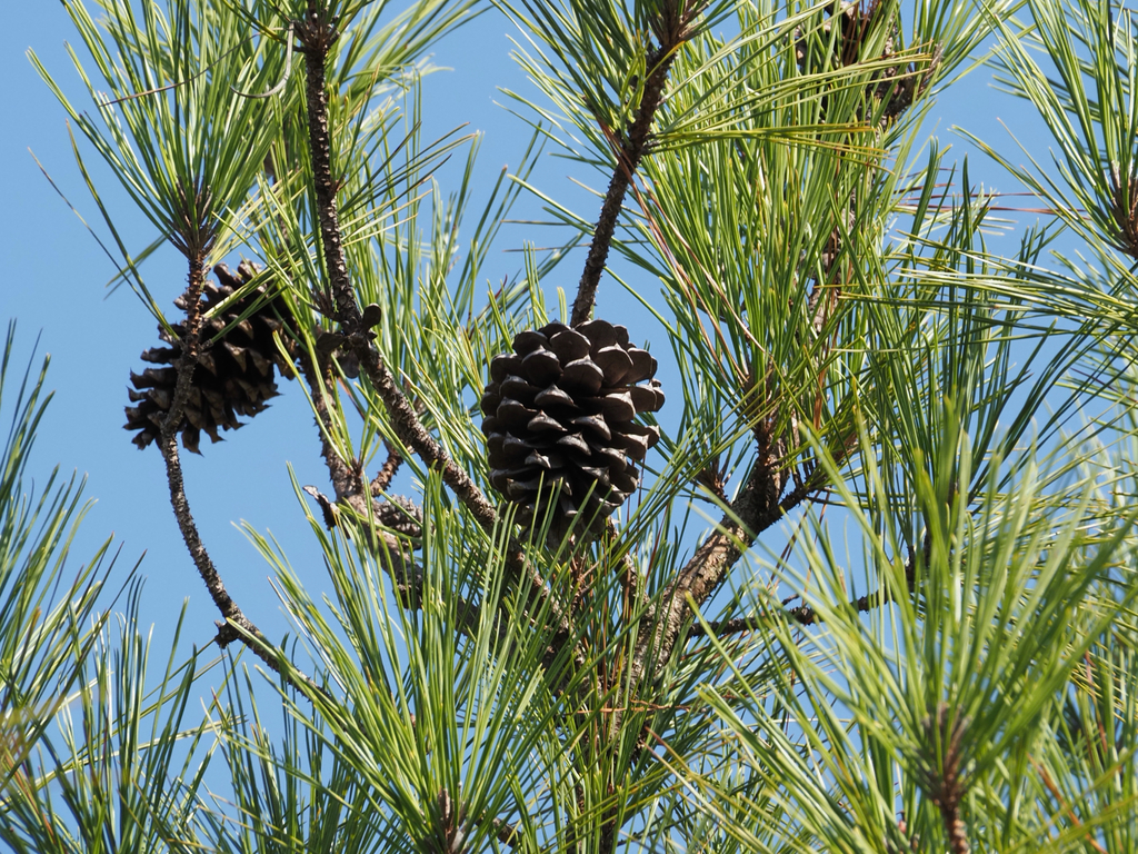 Pinus taeda; photograph (c) carter, some rights reserved (CC BY)