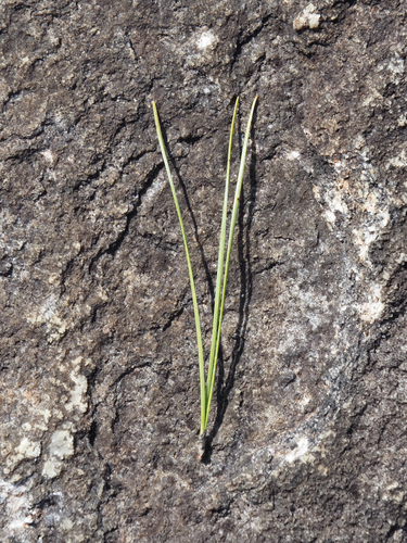 Pinus taeda, photograph 3