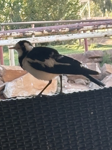 Magpie-lark