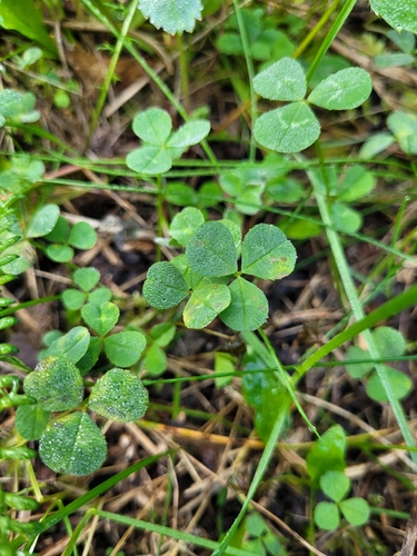 white clover