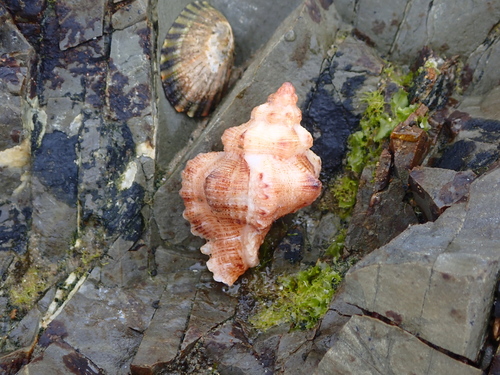 Chicoreus denudatus, 2026-09-08