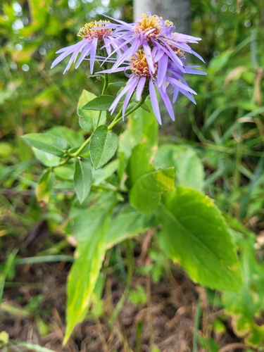 Showy Aster