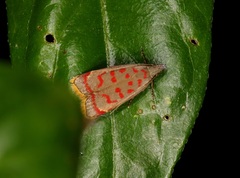 Dichomeris sandycitis