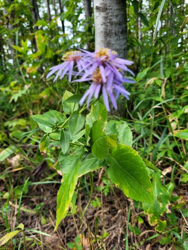 Eurybia conspicua, photograph 6
