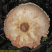 Agaricus ochraceosquamulosus - Photo (c) Mario Montero-Guzmán, some rights reserved (CC BY-NC), uploaded by Mario Montero-Guzmán