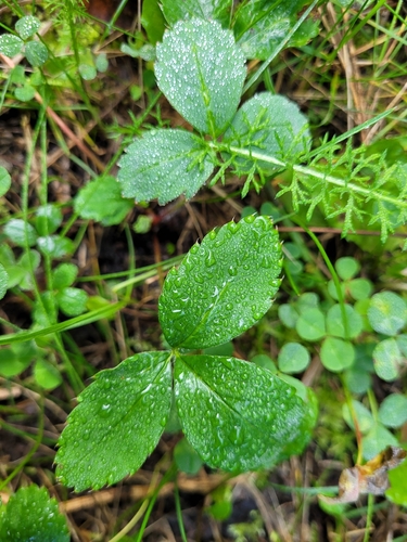 Virginia strawberry
