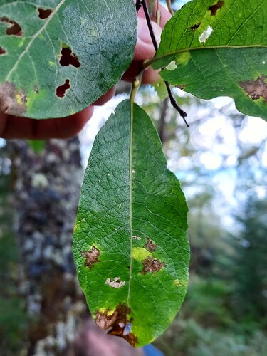 goat willow