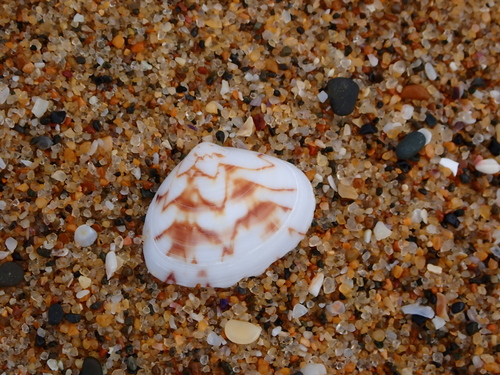 Gomphina undulosa observed 2026-09-08