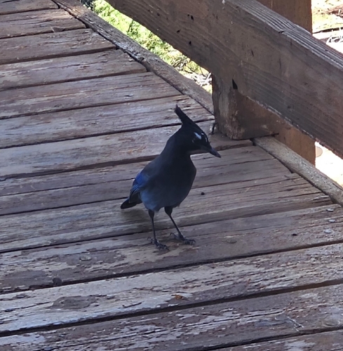 Steller's Jay