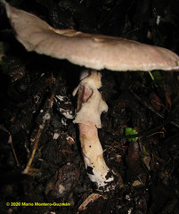 Agaricus ochraceosquamulosus