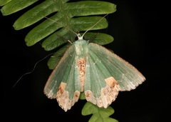 Eucyclodes albisparsa