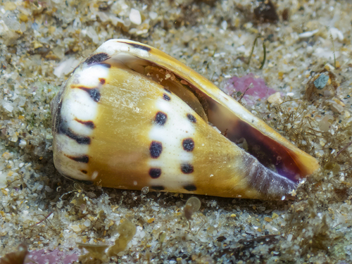 Conus mustelinus observed 2026-09-14