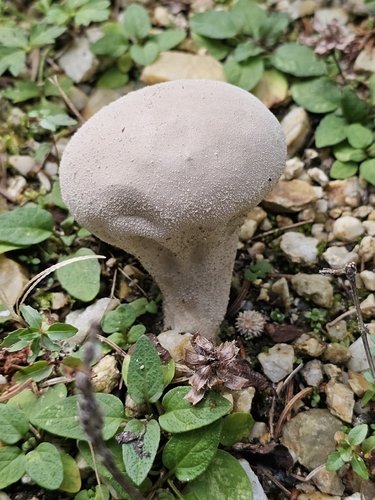 Pestle Puffball