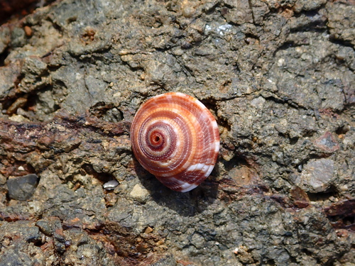 Heliacus variegatus observed 2026-09-08