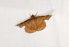Fascellina chromataria