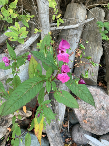 Himalayan balsam