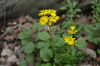 Roundleaf Ragwort - Photo (c) Eric Knight, some rights reserved (CC BY)