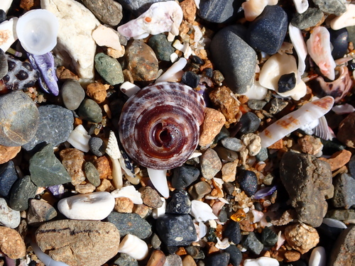 Heliacus variegatus observed 2026-09-08