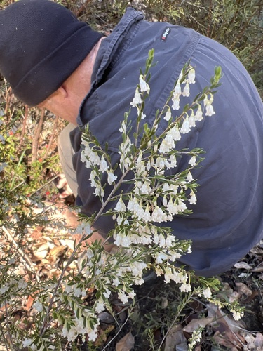Styphelia pendula observed 2026-07-30